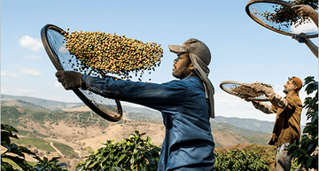 Sustainability: Brewing Better - EuroCoffee